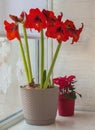 Red hippeastrum amaryllis and  poinsettia on a winter window Royalty Free Stock Photo