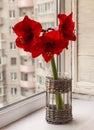 Red hippeastrum amaryllis in a vase Royalty Free Stock Photo