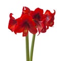 Red Hippeastrum Diamond Group ÃÂ« Floris HekkerÃÂ»  on   white background isolated Royalty Free Stock Photo