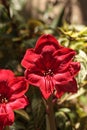 Red Hippeastrum hybrid Amaryllis flower Royalty Free Stock Photo