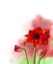 Red Hippeastrum over white background Royalty Free Stock Photo