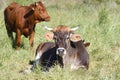 Red hoehe cattle and Brown Swiss Royalty Free Stock Photo