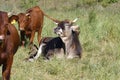 Red hoehe cattle and Brown Swiss Royalty Free Stock Photo