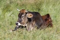 Red hoehe cattle and Brown Swiss Royalty Free Stock Photo