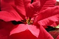 Red holiday poinsettia closeup center