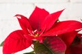 Red holiday poinsettia on light background