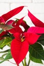 Red holiday poinsettia on light background