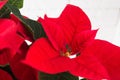 Red holiday poinsettia on light background