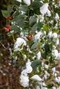 Red holly berries covered with snow after a winter snow storm Royalty Free Stock Photo