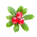 Red holly berries and green leaves isolated on white background, top view flat lay. Christmas decor composition Royalty Free Stock Photo