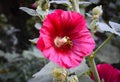 Red Hollyhock Alcea With Bee