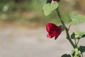 Red hollyhock flower Royalty Free Stock Photo