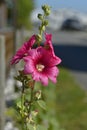 Red hollyhocks flowers