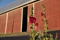 Red Hollyhocks Growing in front of Red Barn at Sunset Royalty Free Stock Photo