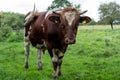 Red Holstein bull outdoors at farm