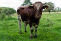 Red Holstein bull outdoors at farm