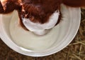 Red Holstein calf drinking milk from pail