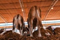 Red holstein cattle on dairy farm