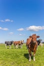 Red Holstein cow in the dutch landscape Royalty Free Stock Photo