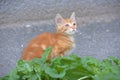 Red homeless little kitten