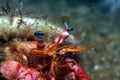 Red hermit crab