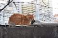 Red homless cat behind barbed wire