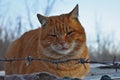 Red homless cat behind barbed wire Royalty Free Stock Photo