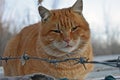 Red homless cat behind barbed wire