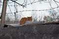 Red homless cat behind barbed wire