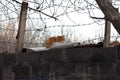 Red homless cat behind barbed wire