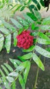 Red honeycomb shaped flower