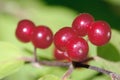 Red honeysuckle berry Royalty Free Stock Photo