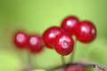 Red honeysuckle berry Royalty Free Stock Photo