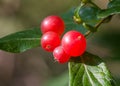 The red honeysuckle microspur