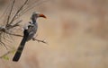 Red Hornbil in Kruger Park Royalty Free Stock Photo