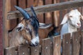 Horned goat looking over the fence