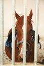 Horse behind the bars in stable Royalty Free Stock Photo