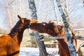 The red horse bites another horse in the game. Stable, sunny day Royalty Free Stock Photo