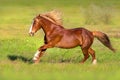 Red horse with blond long mane run