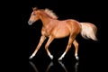 Horse trotting isolated Royalty Free Stock Photo