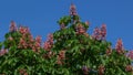 Red horse-chestnut, Aesculus carnea, hybrid Aesculus hippocastanum,