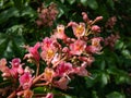 Red horse-chestnut (Aesculus x carnea) blooming with red, showy flowers Royalty Free Stock Photo