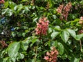 Red horse-chestnut (Aesculus x carnea) blooming with red, showy flowers borne in plumes on branches Royalty Free Stock Photo