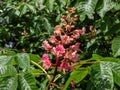 Red horse-chestnut (Aesculus x carnea) blooming with red, showy flowers borne in plumes on branch ends in springtime Royalty Free Stock Photo