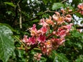 Red horse-chestnut (Aesculus x carnea) blooming with red, showy flowers borne in plumes on branch ends in springtime Royalty Free Stock Photo