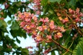 Red Horse Chestnut Ã¢â¬â Aesculus x Carnea flowers and leaves horizontal Royalty Free Stock Photo