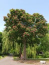 Red horse-chestnut tree, in the park.