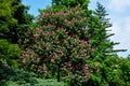 Red horse chestnut blooms in the park arboretum. flowers resemble candles on a Christmas tree.
