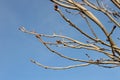 Red horse-chestnut branches with spring buds Ã¢â¬â signs of spring - horizontal Royalty Free Stock Photo