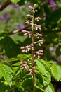 Budding red horse chestnut flower Royalty Free Stock Photo